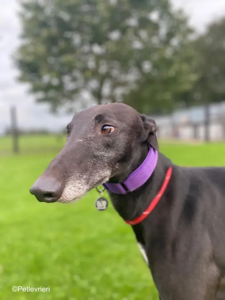 winston adozione levrieri greyound lurcher 4
