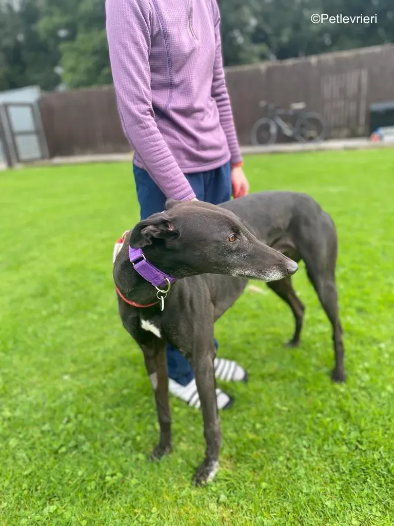 winston adozione levrieri greyound lurcher 5