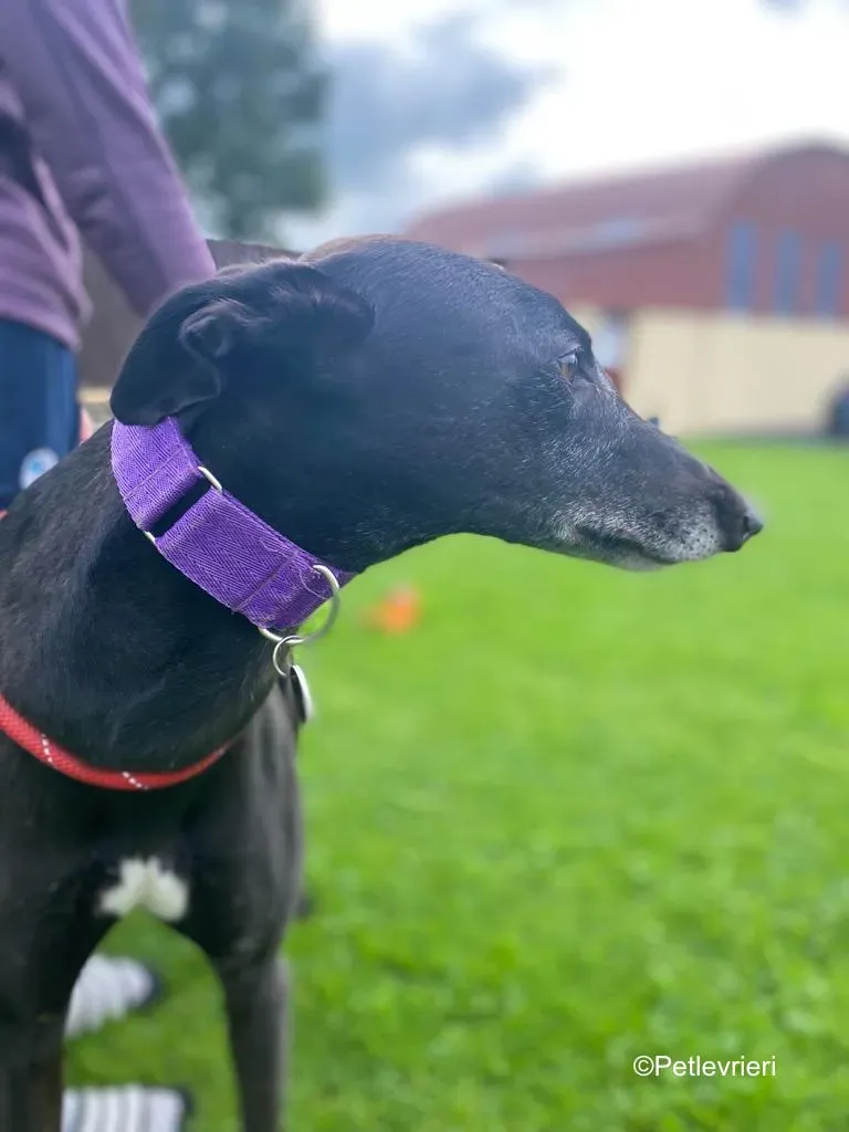 winston adozione levrieri greyound lurcher 6