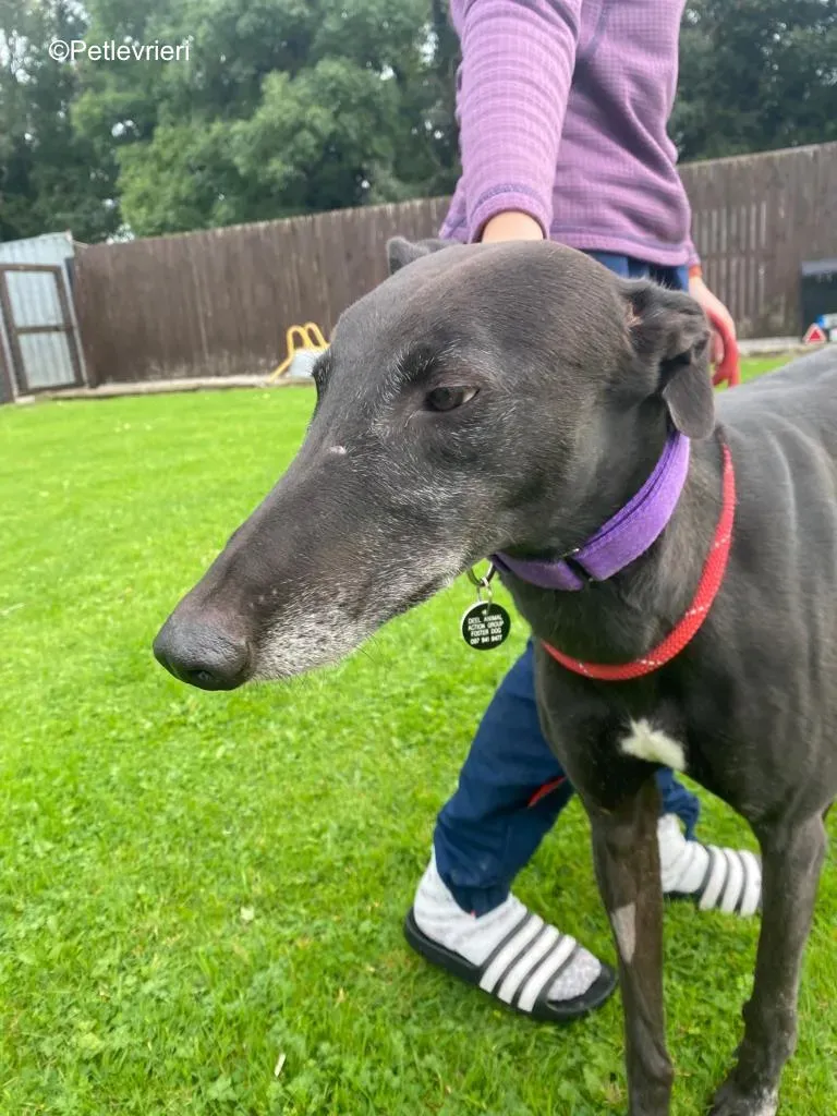 winston adozione levrieri greyound lurcher 7