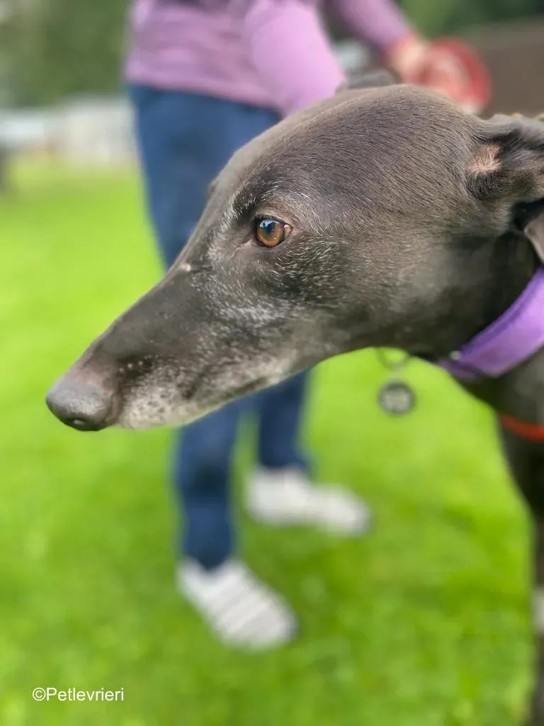 winston adozione levrieri greyound lurcher 8