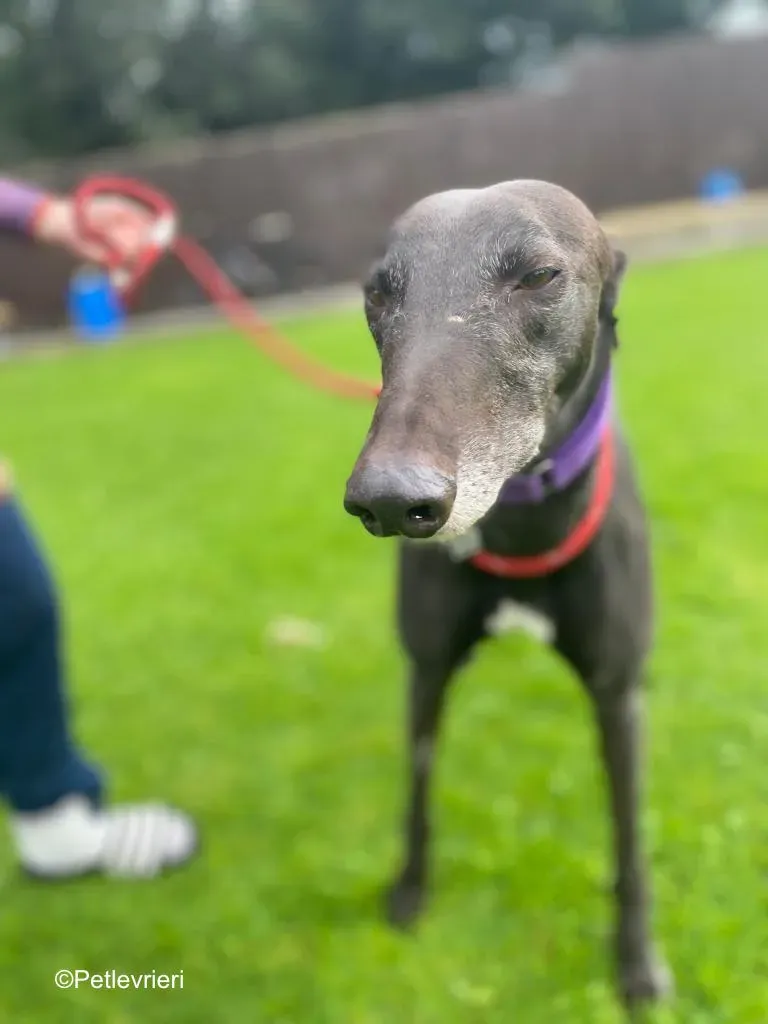winston adozione levrieri greyound lurcher 9