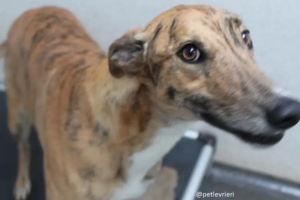 wonder adozione greyhound 1