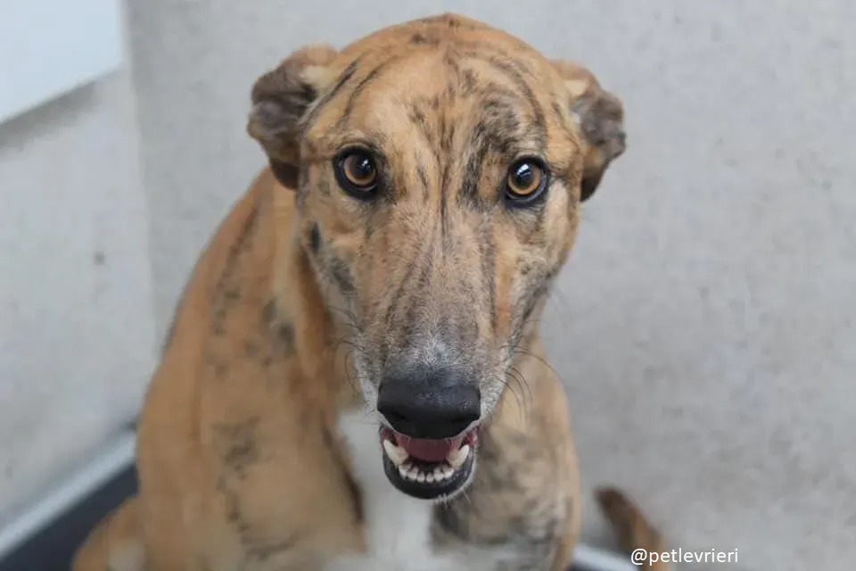 wonder adozione greyhound