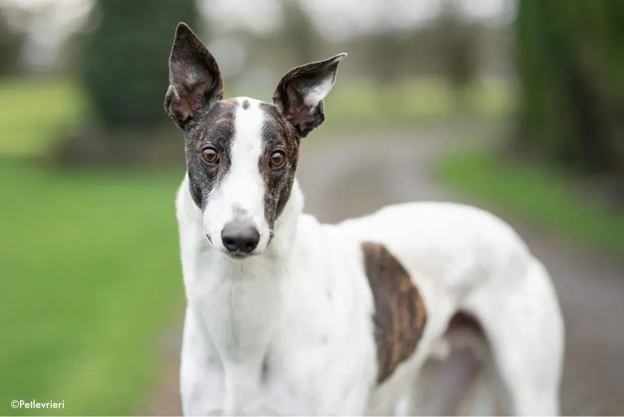 wonder adozione levrieri greyhound 1 1
