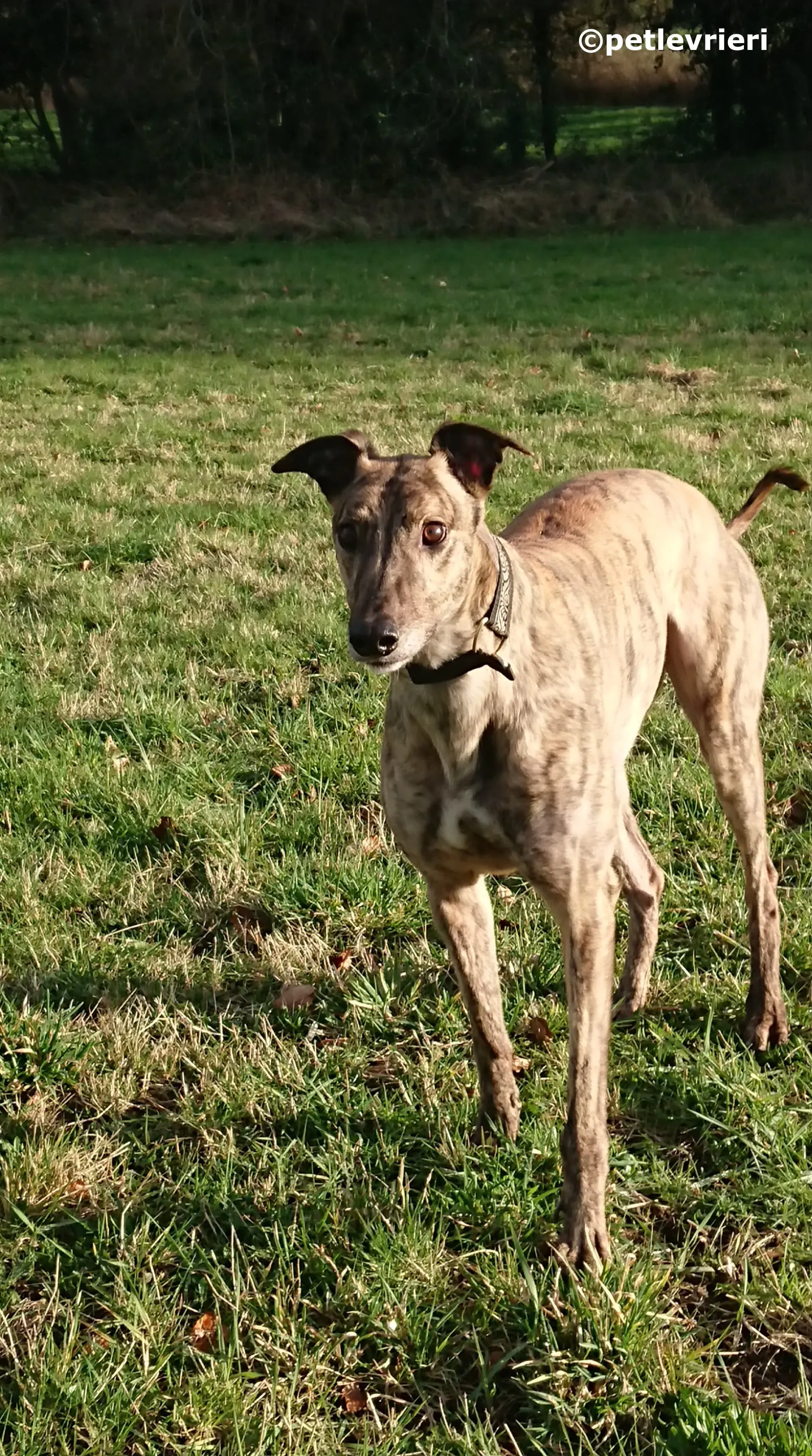 wonder adozione levrieri greyhound 1 4