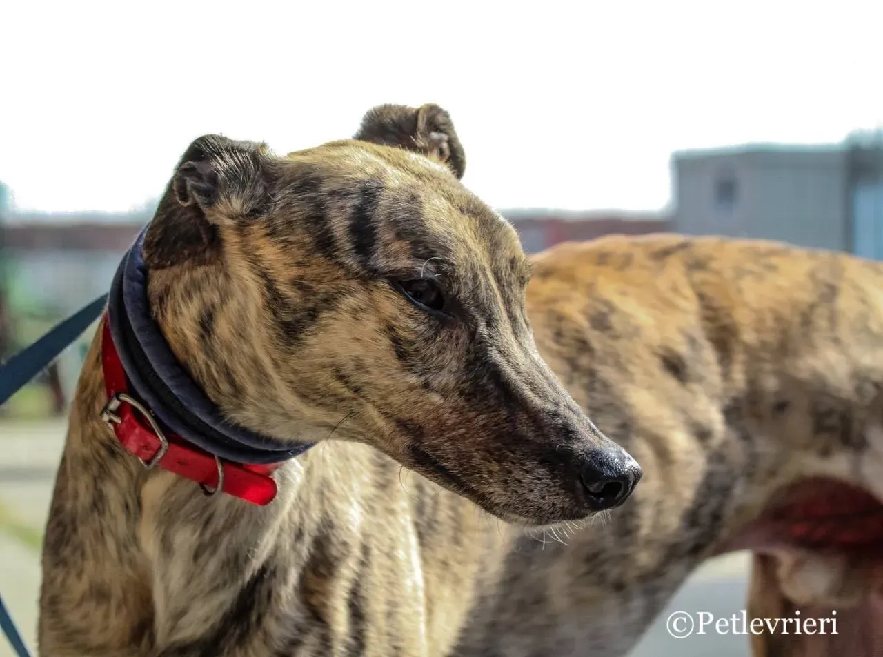 wonder adozione levrieri greyhound 1 5