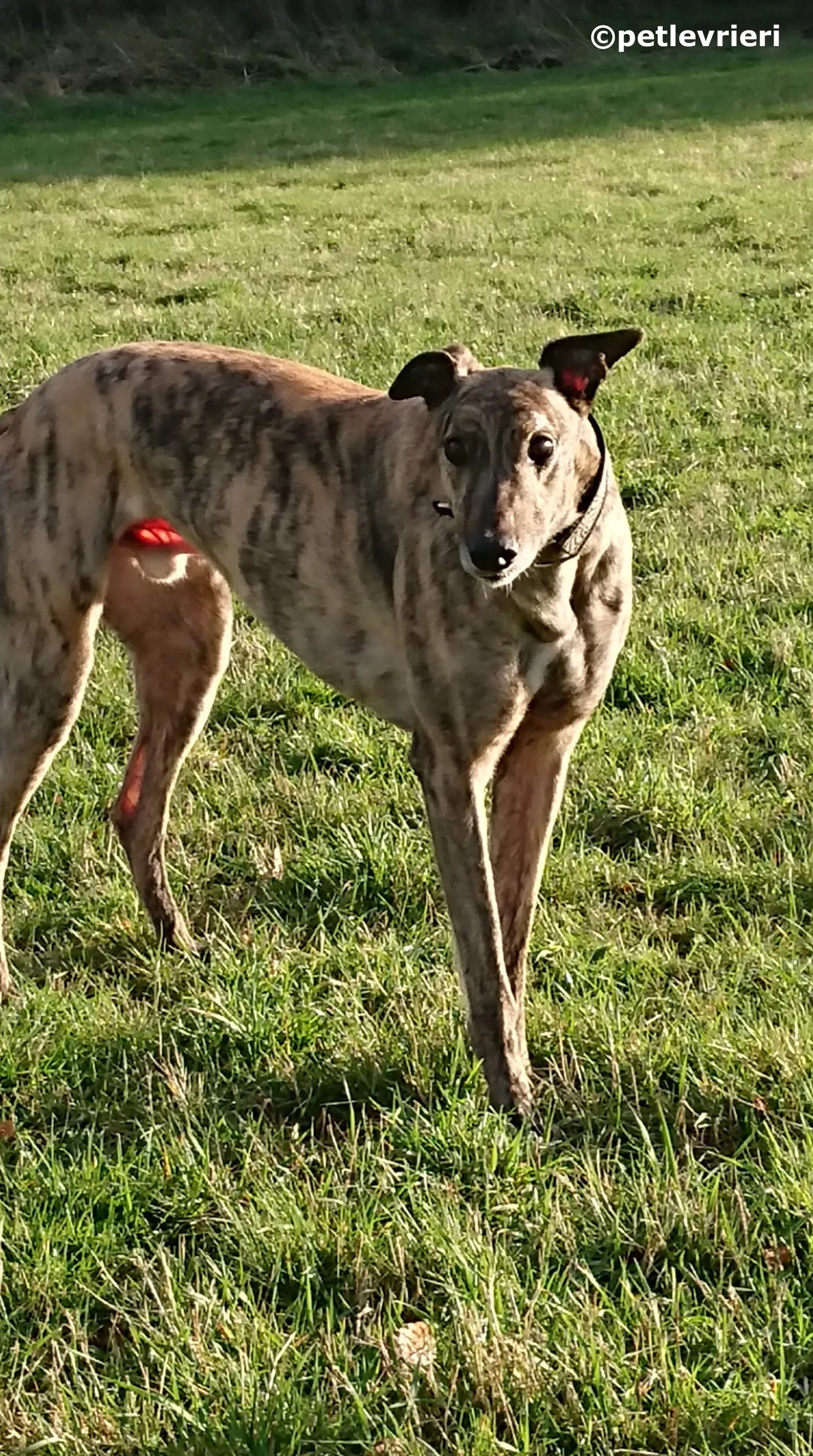 wonder adozione levrieri greyhound 10 1