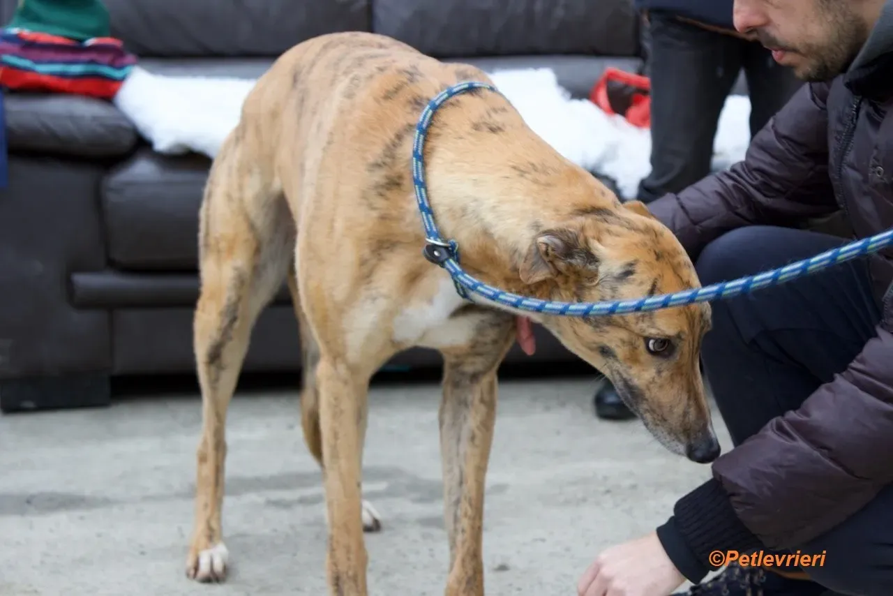 wonder adozione levrieri greyhound 16