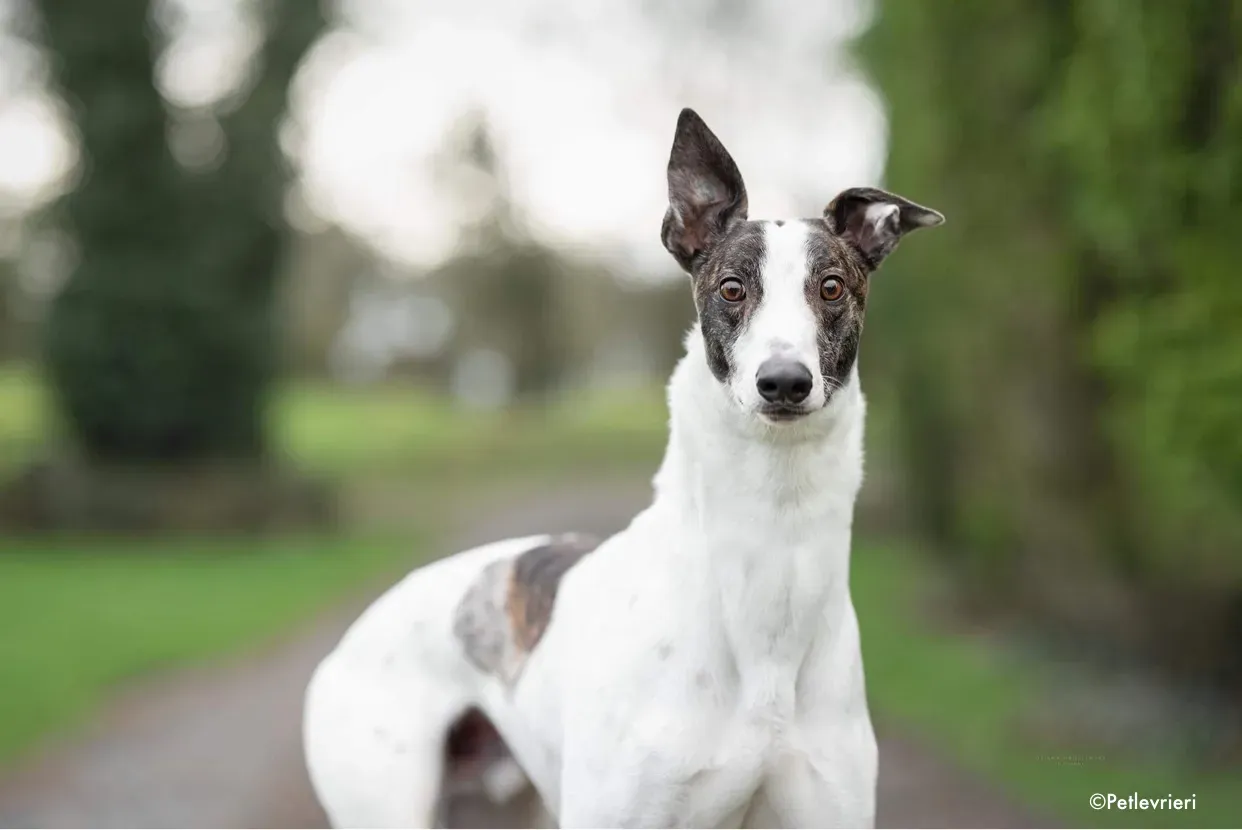wonder adozione levrieri greyhound 2 1