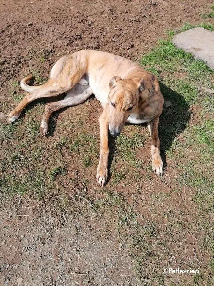 wonder adozione levrieri greyhound 4 1