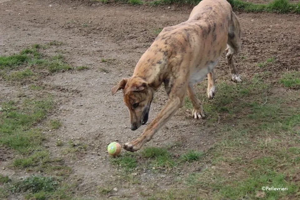 wonder adozione levrieri greyhound 7 1