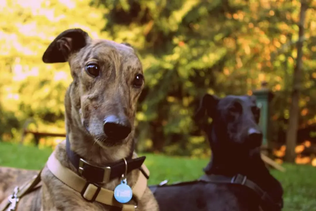 wonder greyhound pet levrieri felici casa 2 2