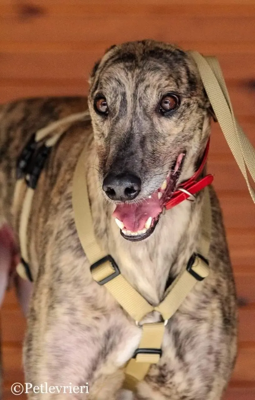 wonder greyhound pet levrieri felici casa 3 1