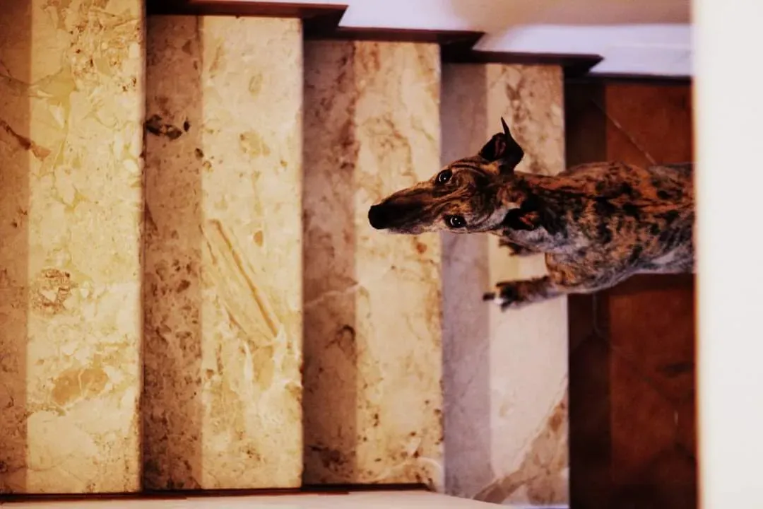 wonder greyhound pet levrieri felici casa 4 1