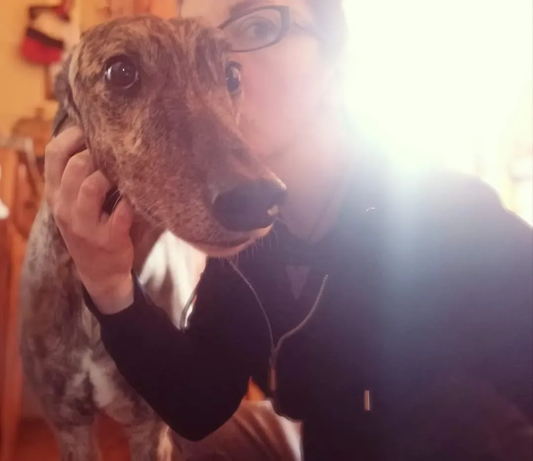 wonder greyhound pet levrieri felici casa 5 1