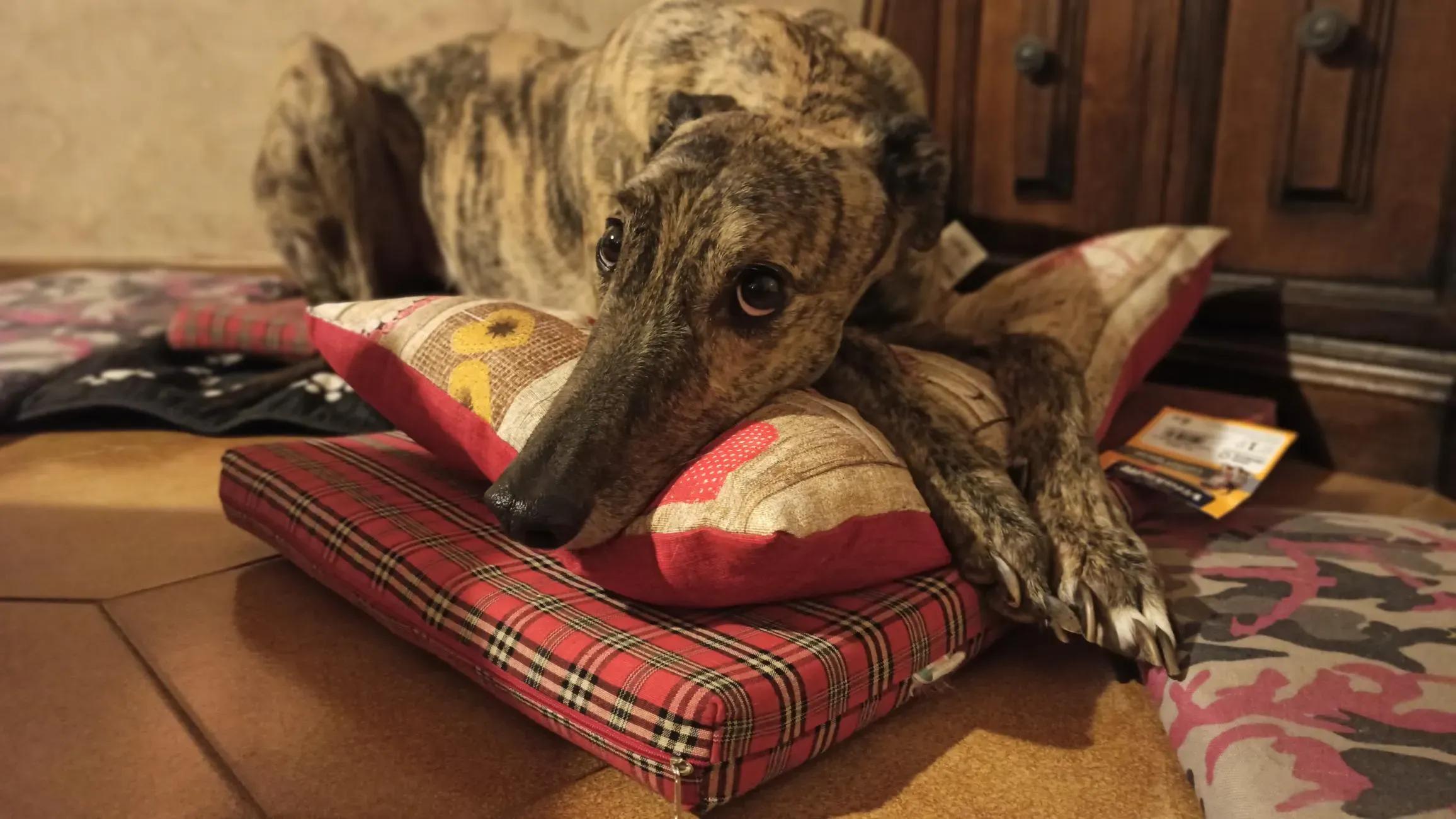 wonder greyhound pet levrieri felici casa 6 1