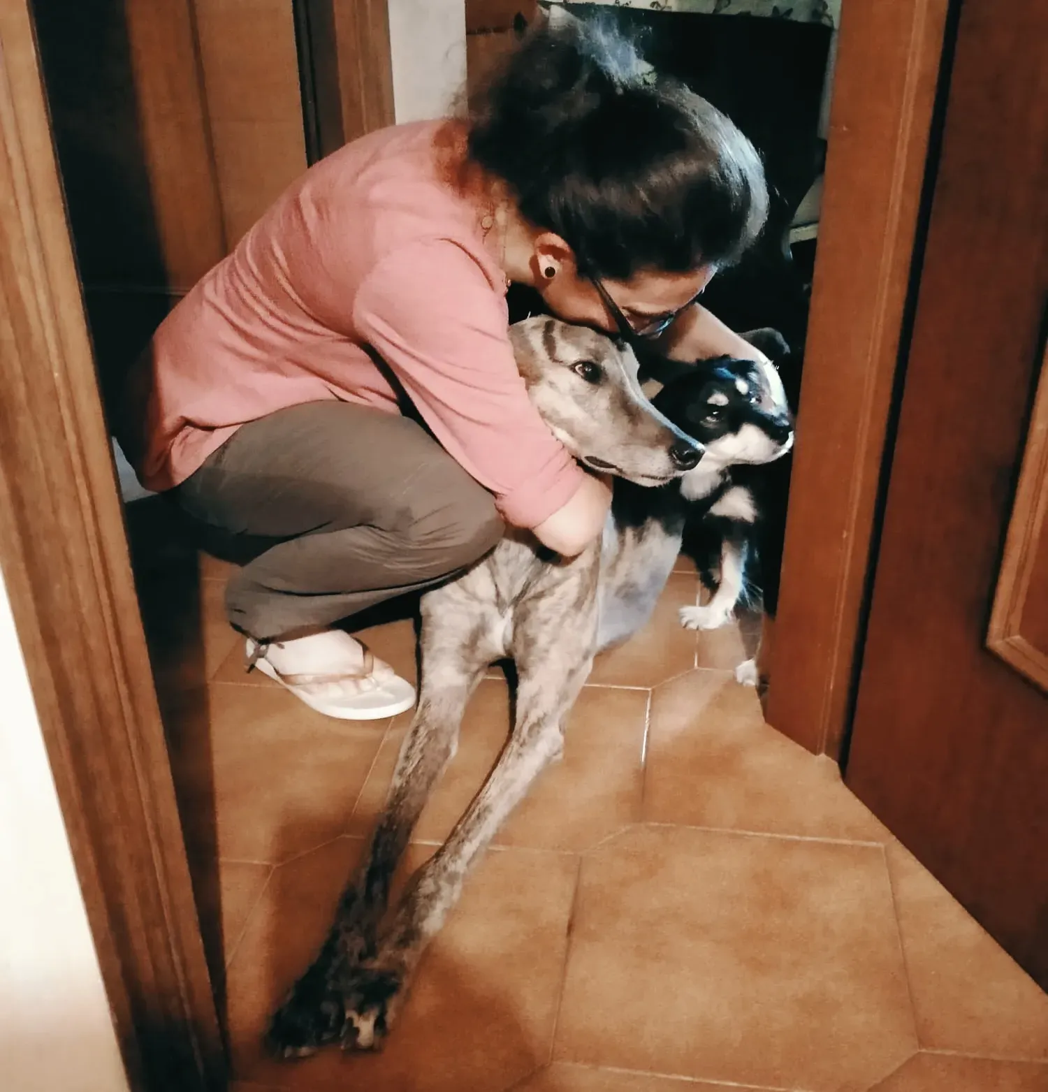 wonder greyhound pet levrieri felici casa 7 1