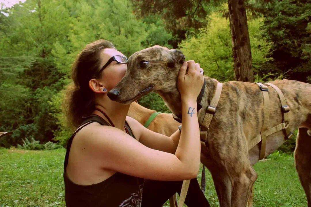 wonder greyhound pet levrieri felici casa