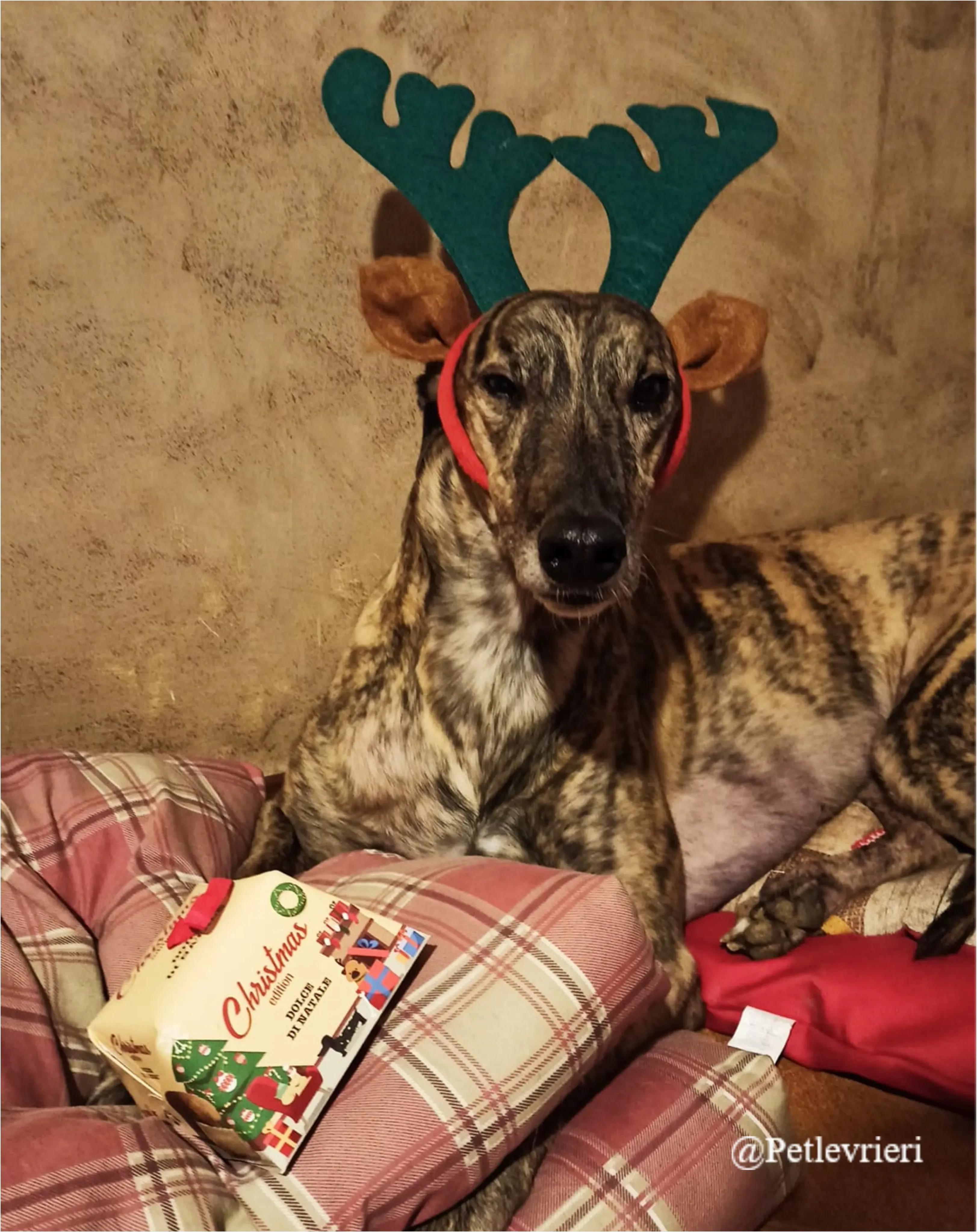 wonder pet levrieri natale 2021