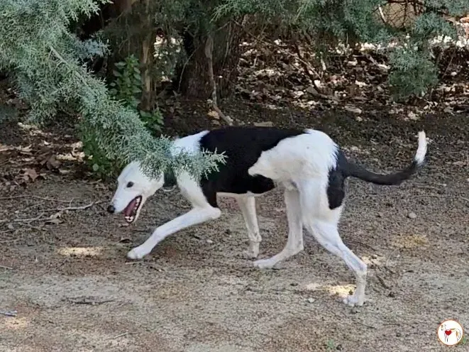 woody adozione galgo pet levrieri ets 1