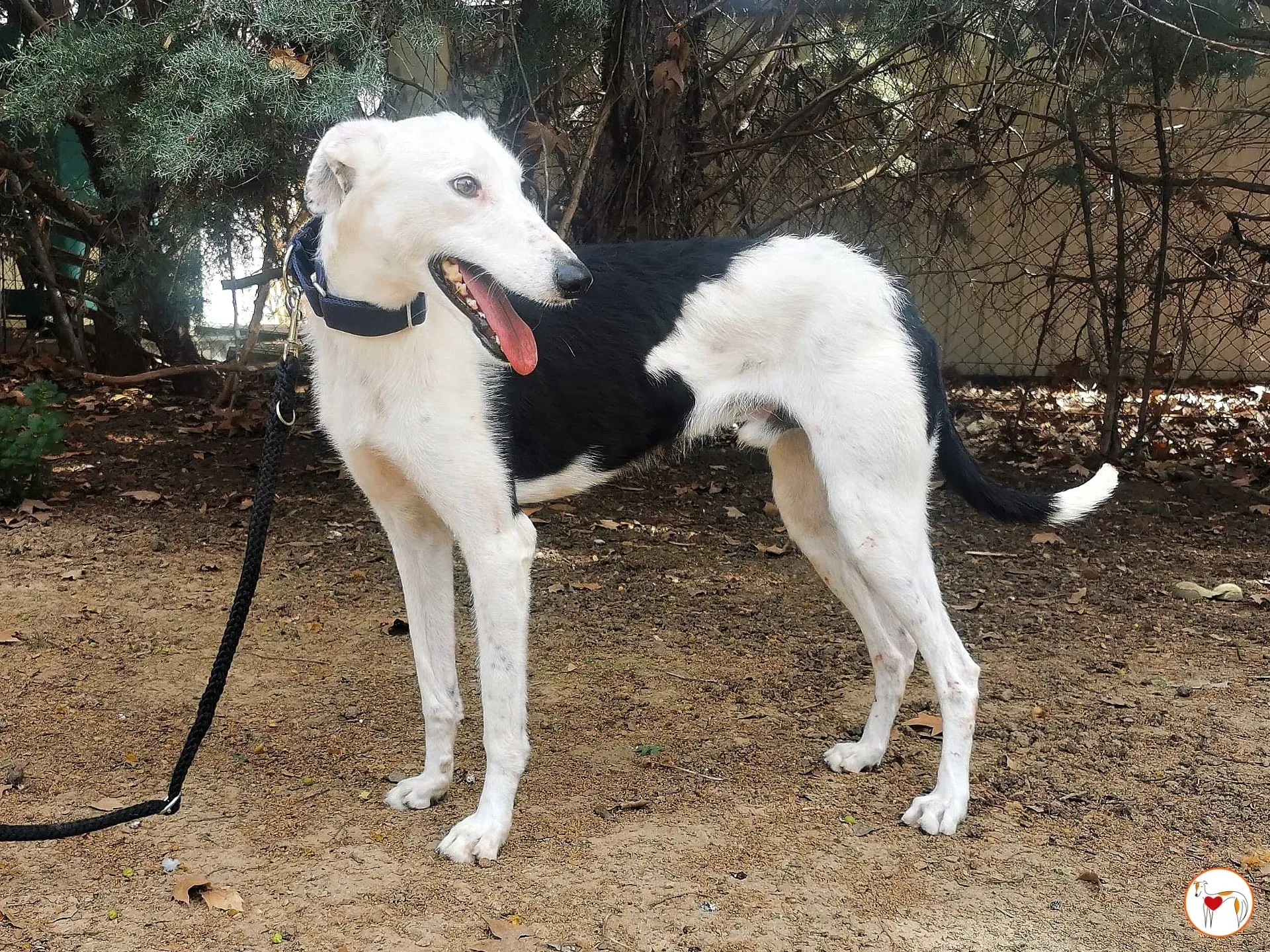 woody adozione galgo pet levrieri ets 2