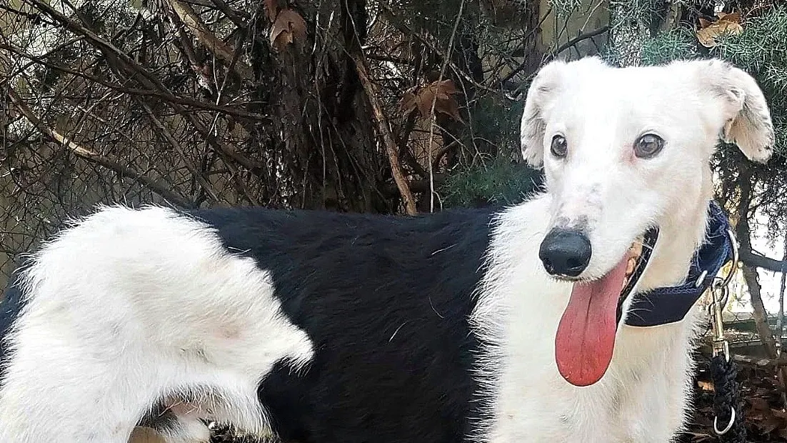 woody adozione galgo pet levrieri ets 3