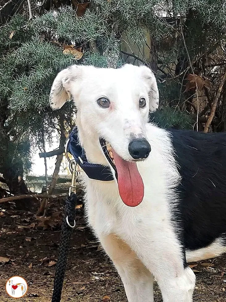 woody adozione galgo pet levrieri ets 4