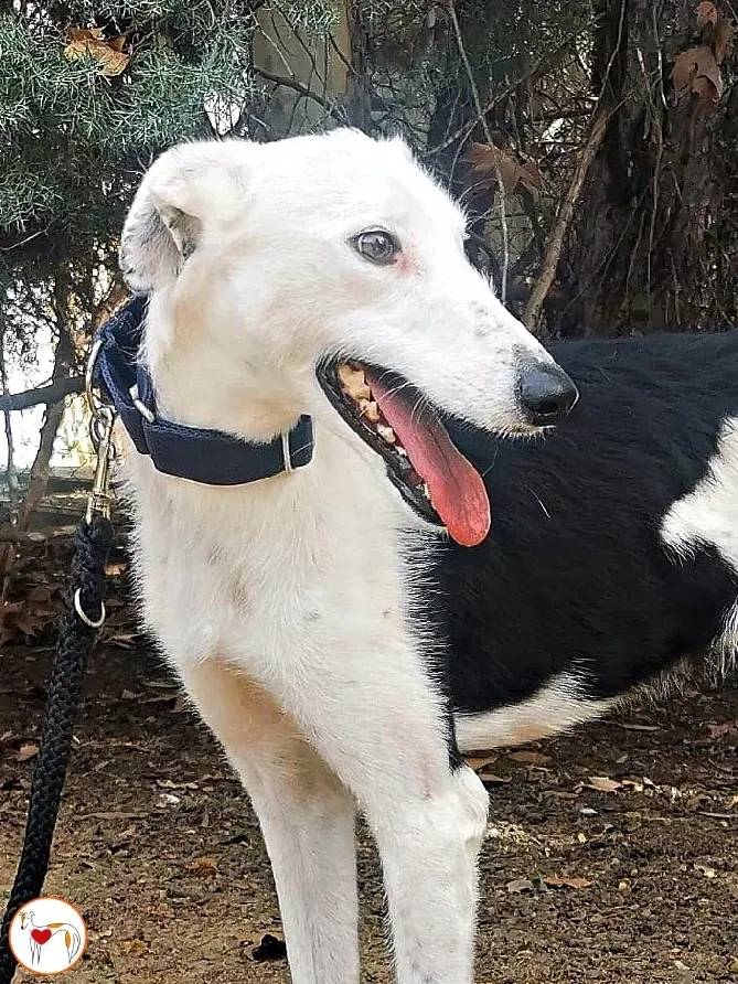 woody adozione galgo pet levrieri ets 5