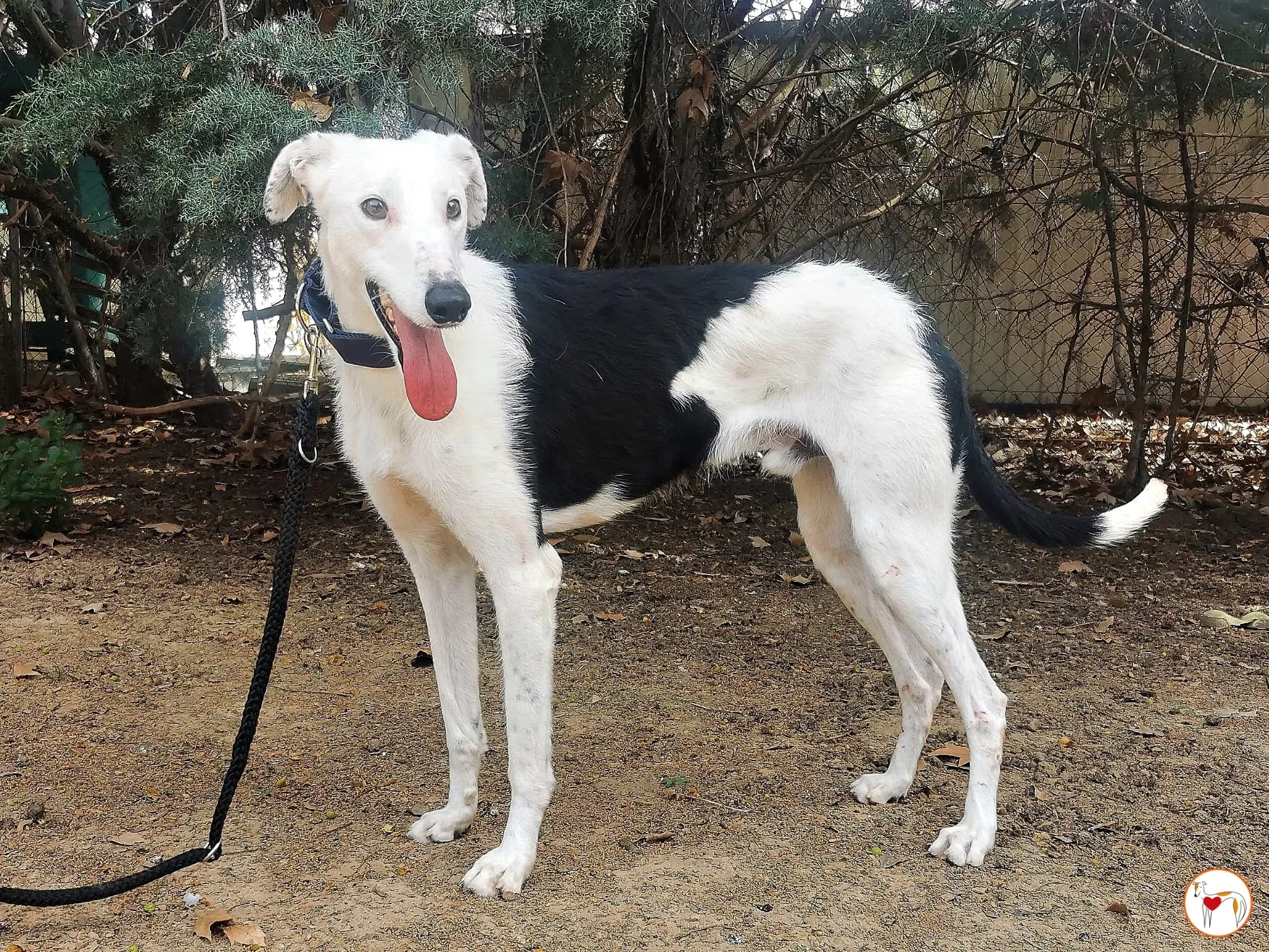 woody adozione galgo pet levrieri ets 6