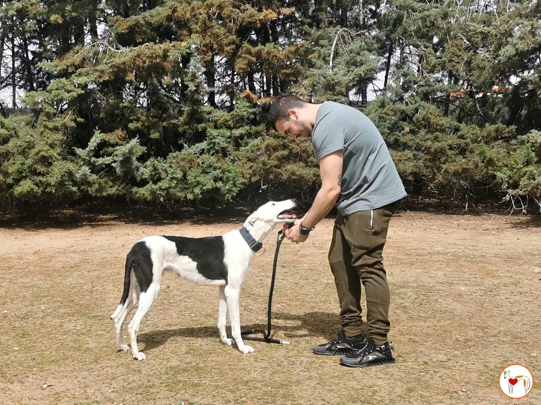 woody adozione galgo pet levrieri ets 7