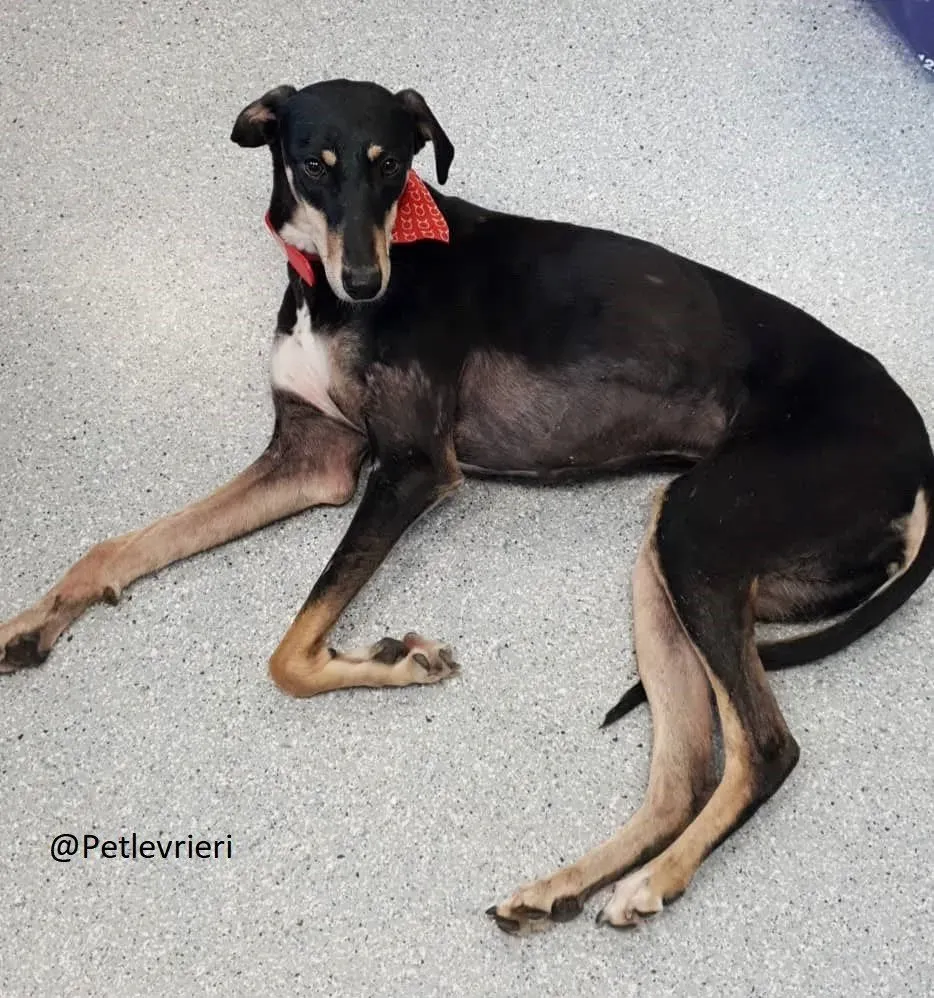 xRoxy Lurcher Adozione levrieri 10.jpg.pagespeed.ic .lN8 Rxrsml