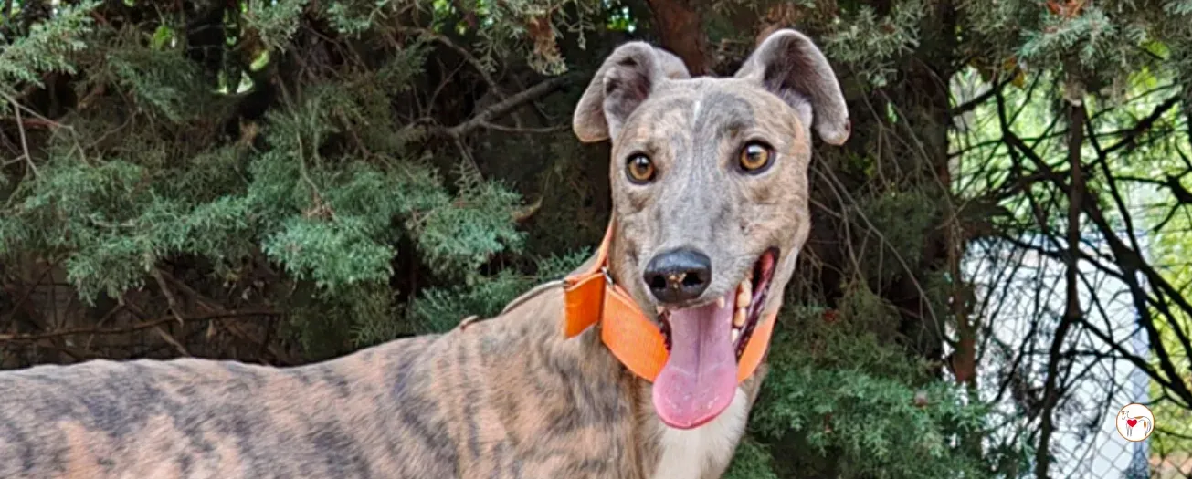 xodo galgo adozione 00 copertina b