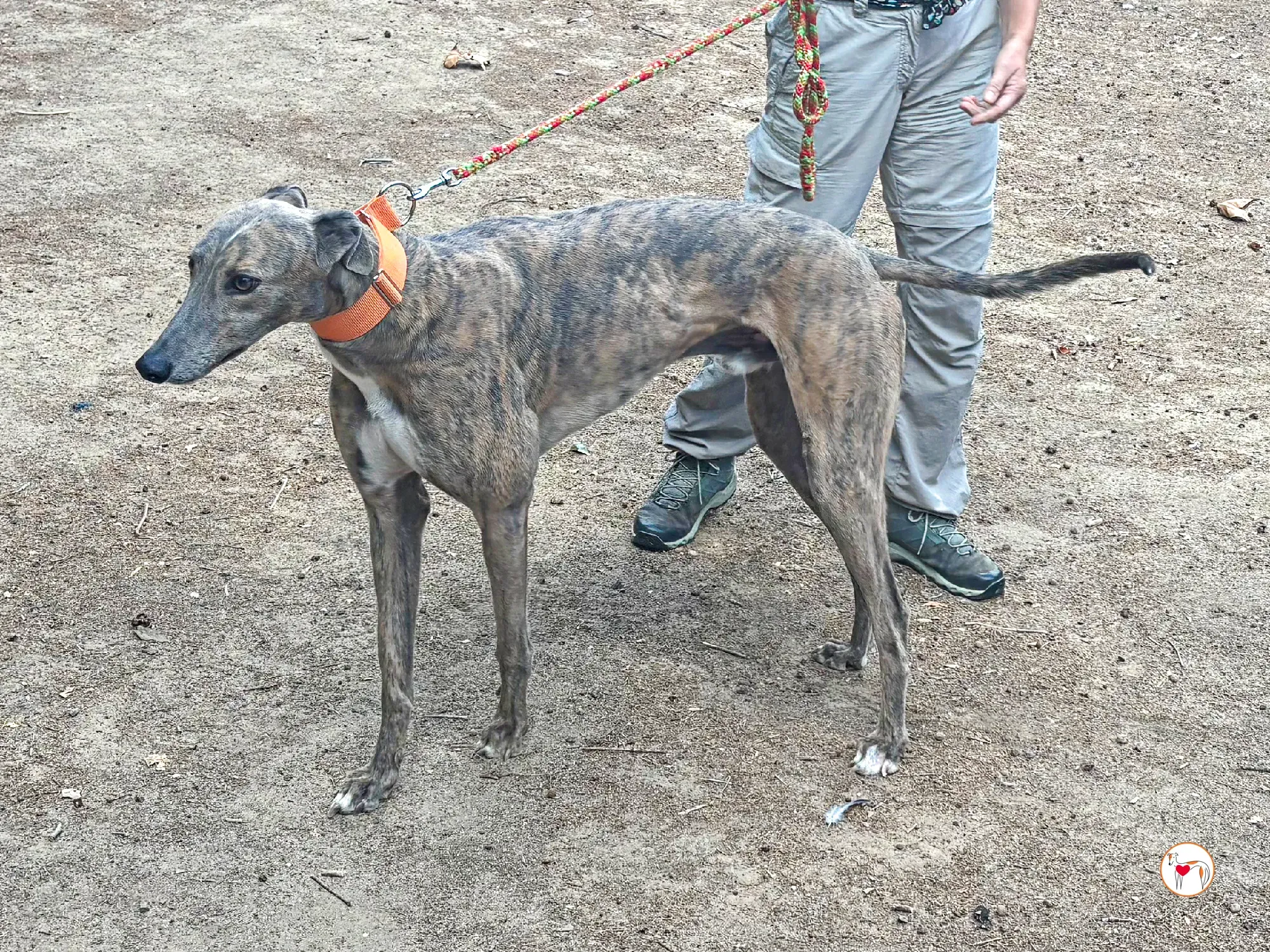 xodo galgo adozione 1