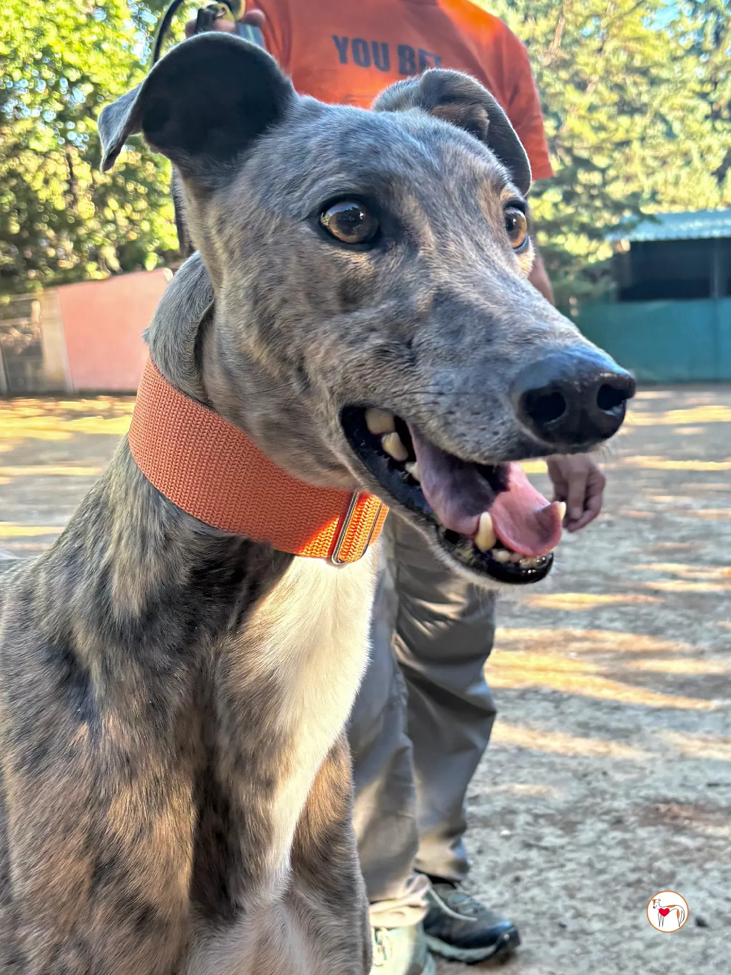 xodo galgo adozione 10