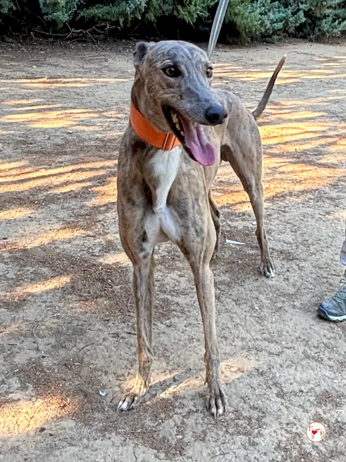 xodo galgo adozione 11