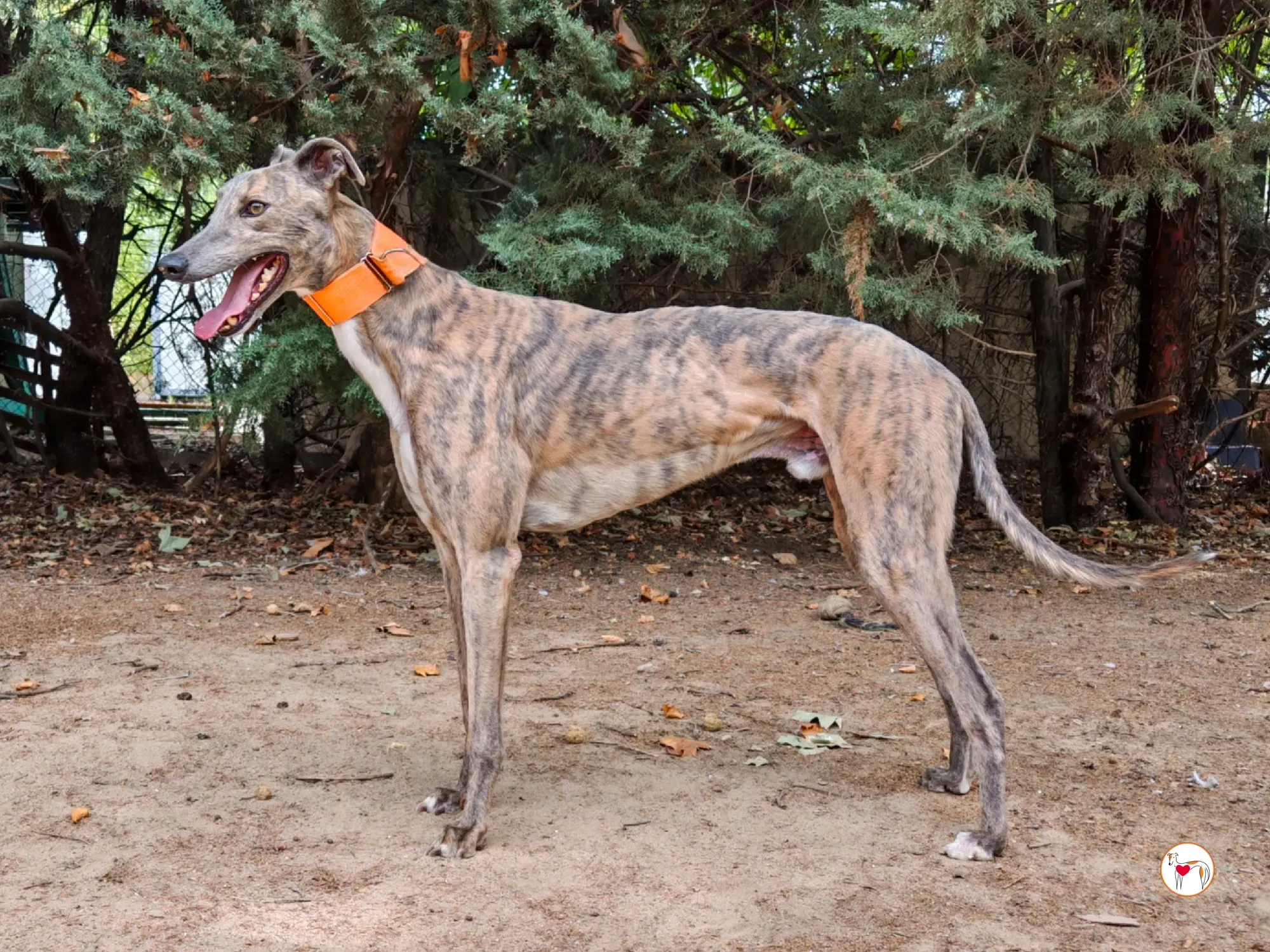 xodo galgo adozione 12