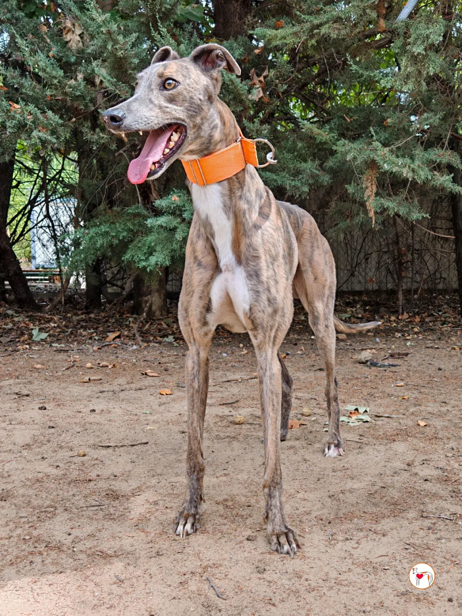 xodo galgo adozione 14