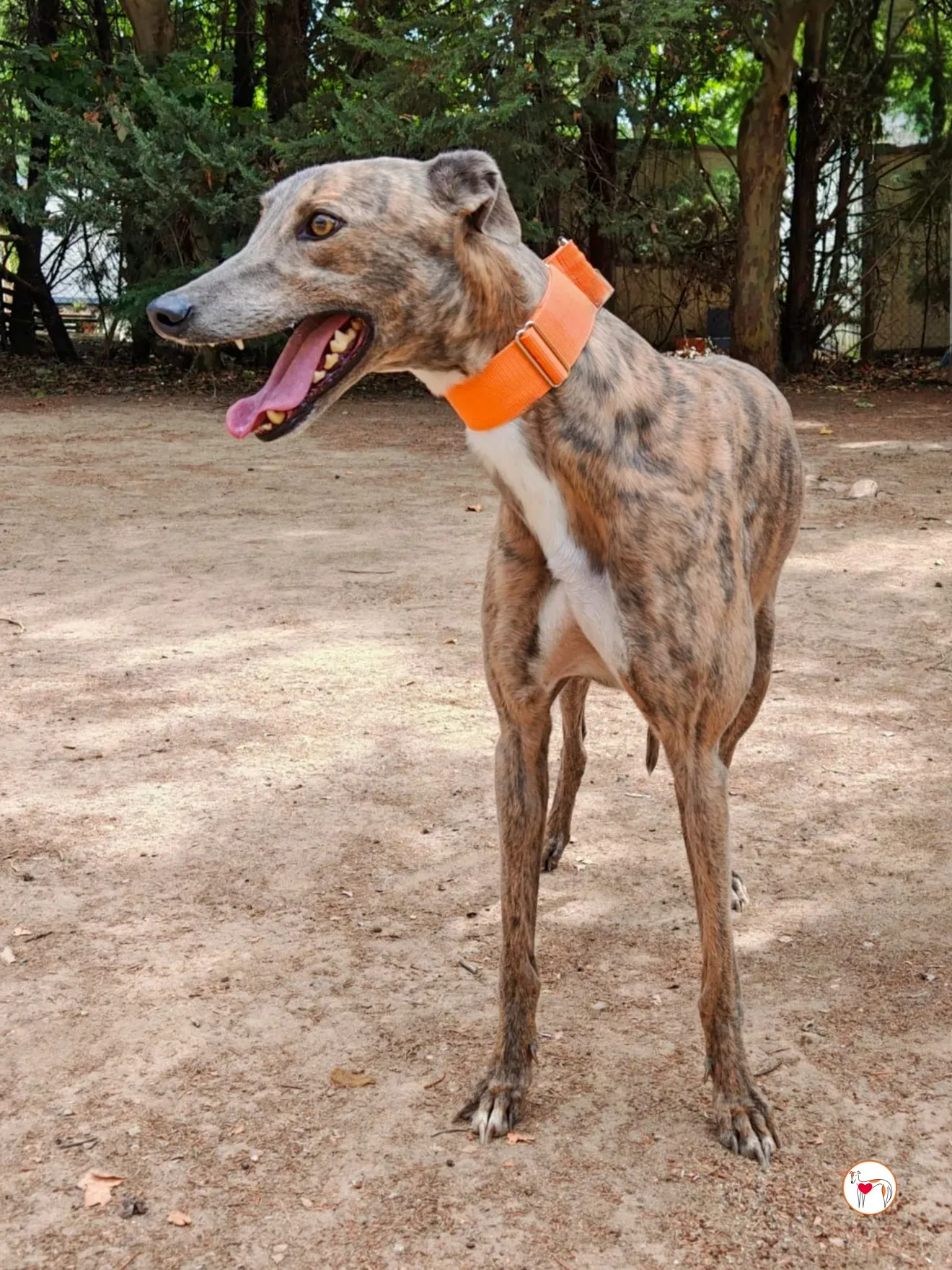 xodo galgo adozione 15