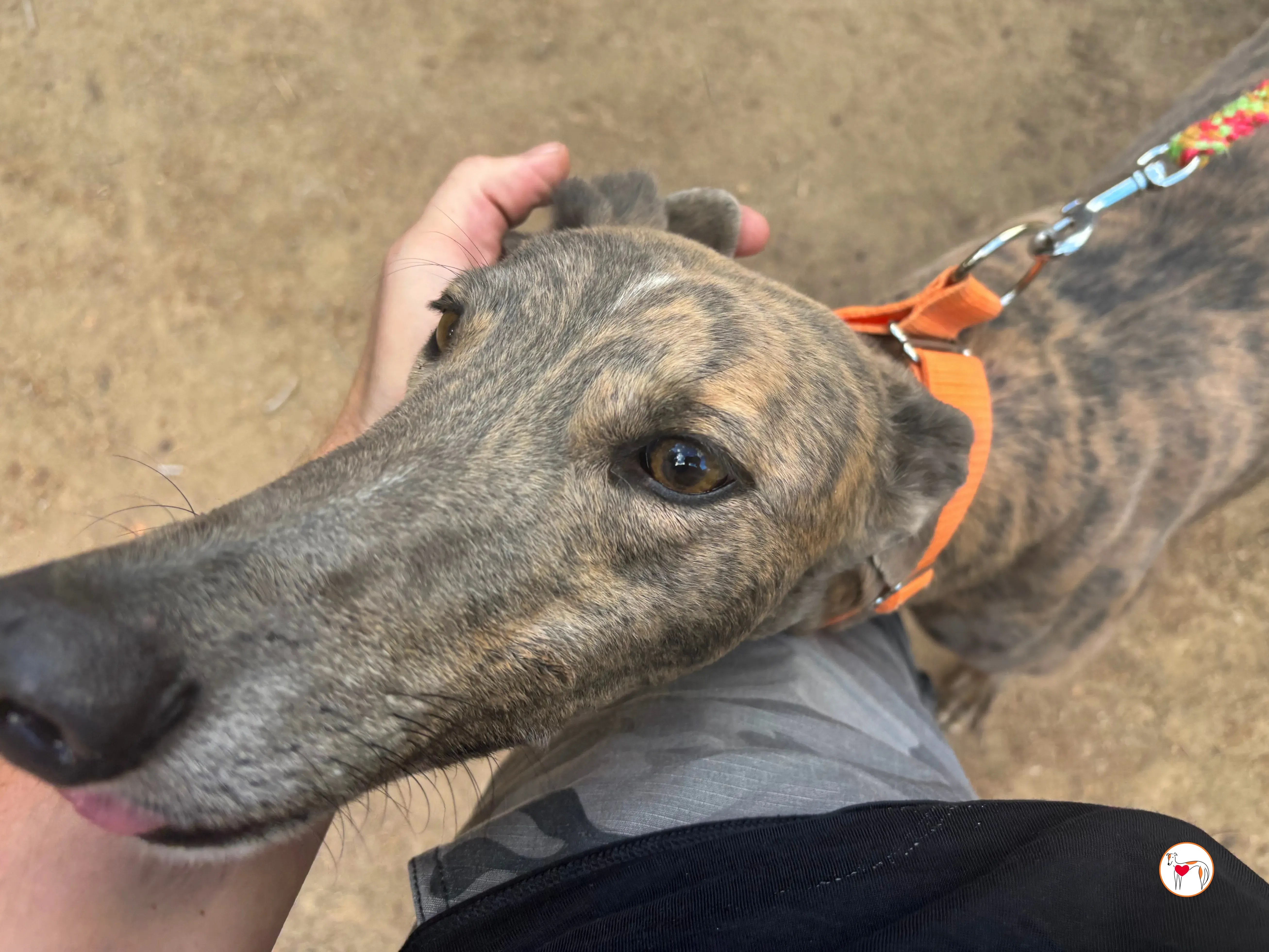 xodo galgo adozione 2