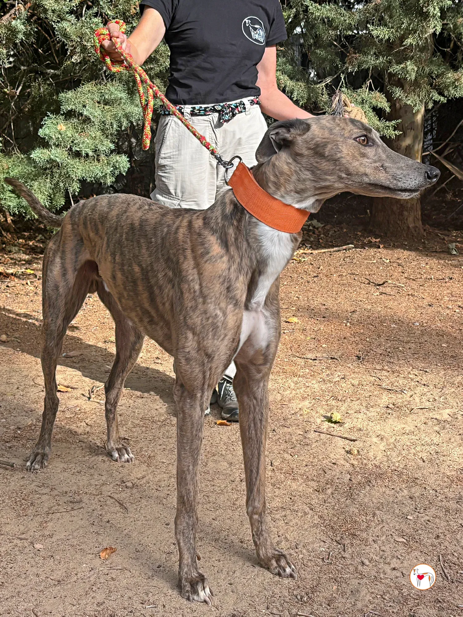 xodo galgo adozione 3