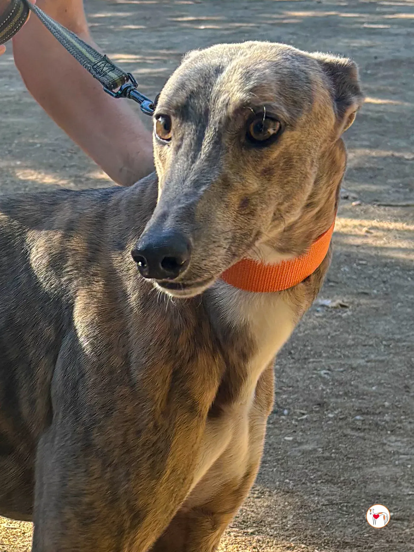 xodo galgo adozione 5