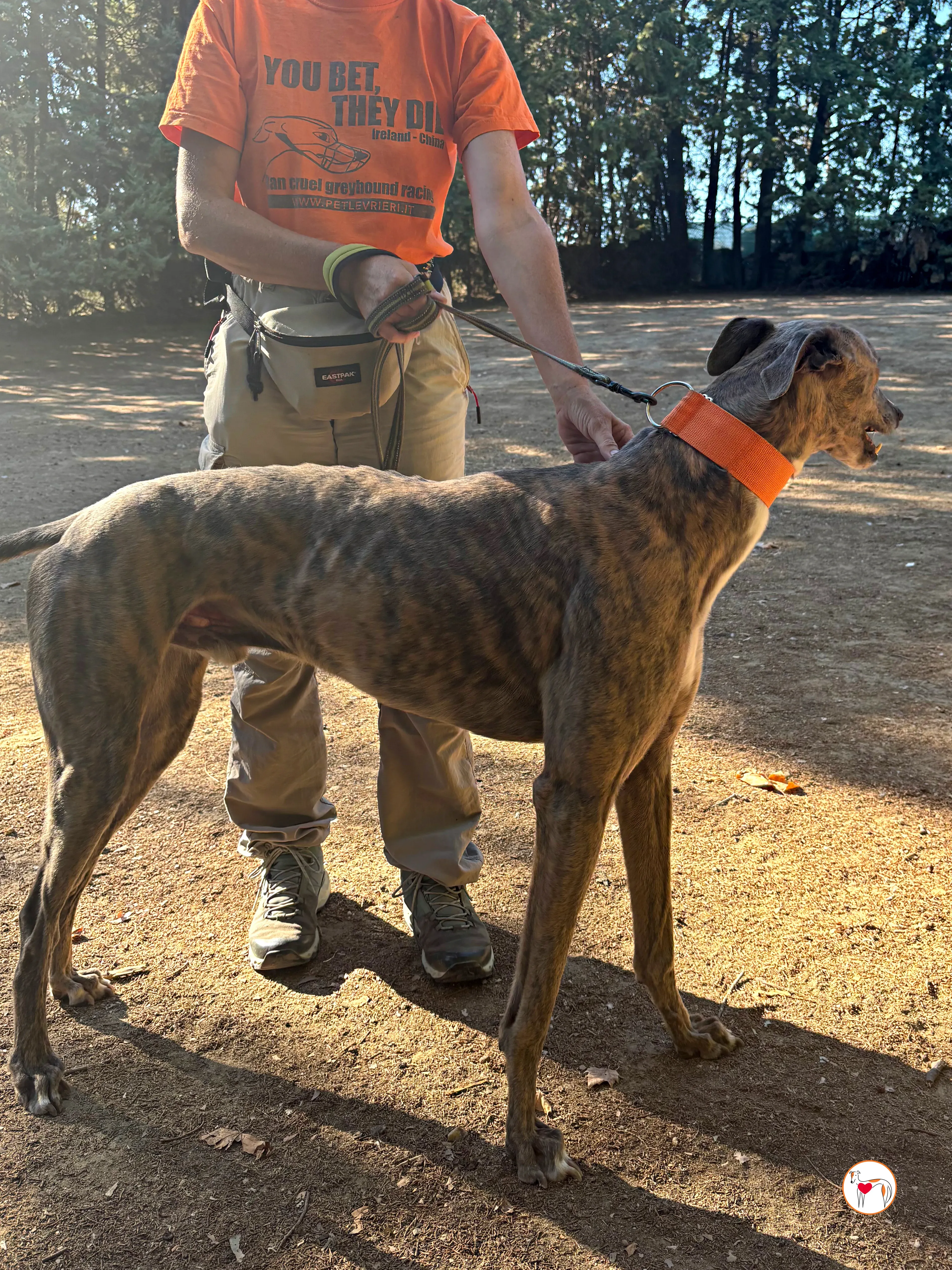 xodo galgo adozione 6