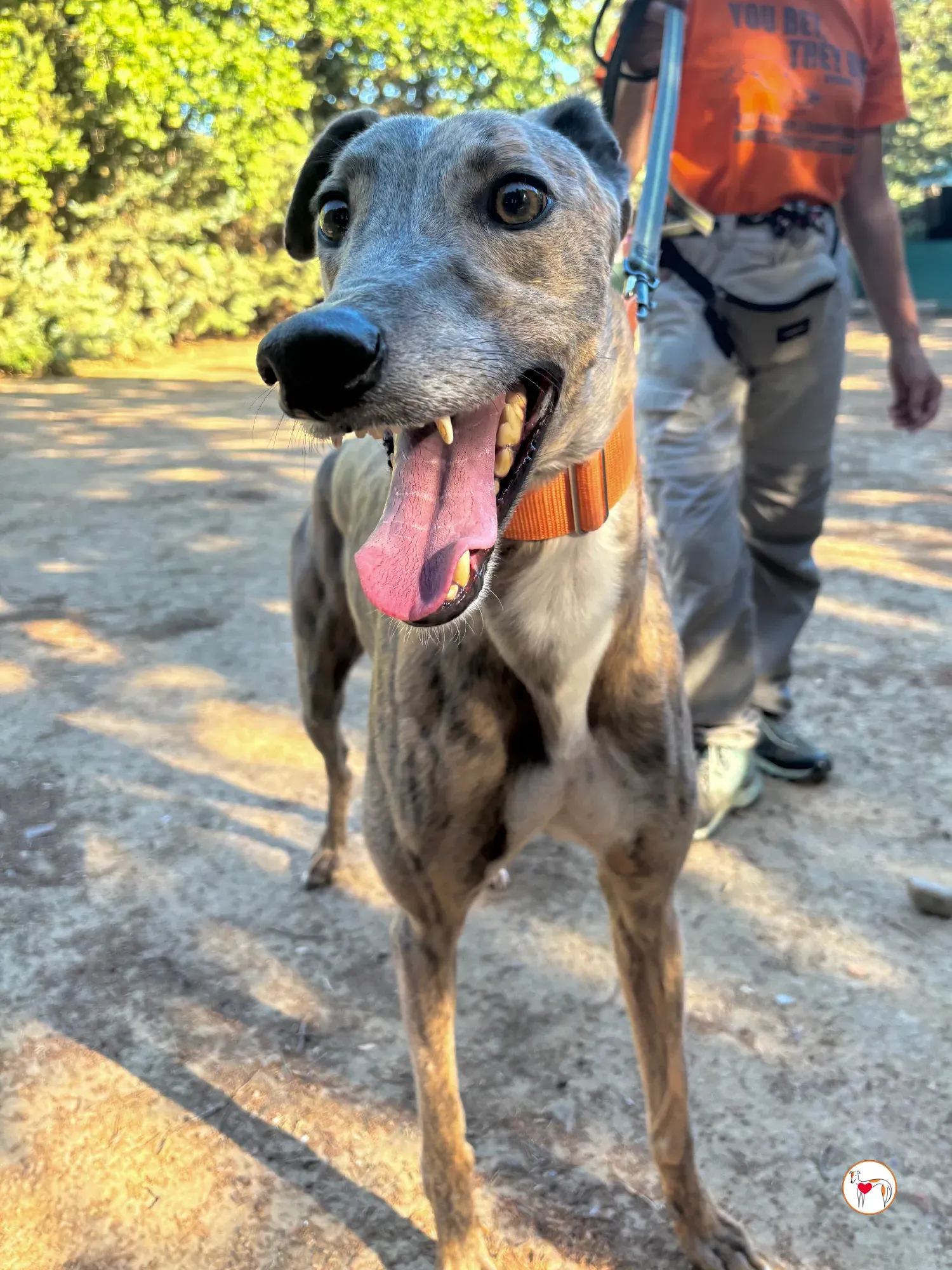 xodo galgo adozione 7