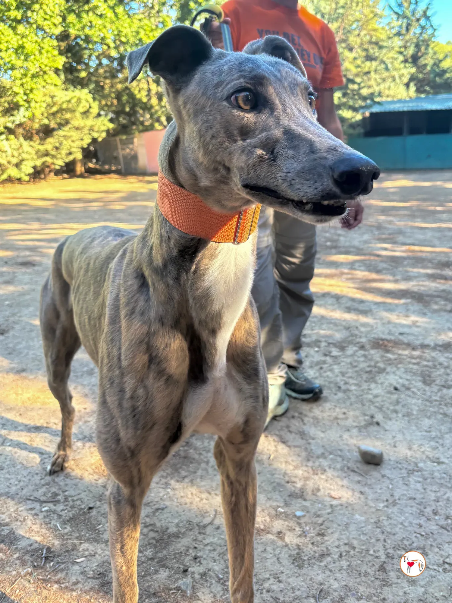 xodo galgo adozione 8