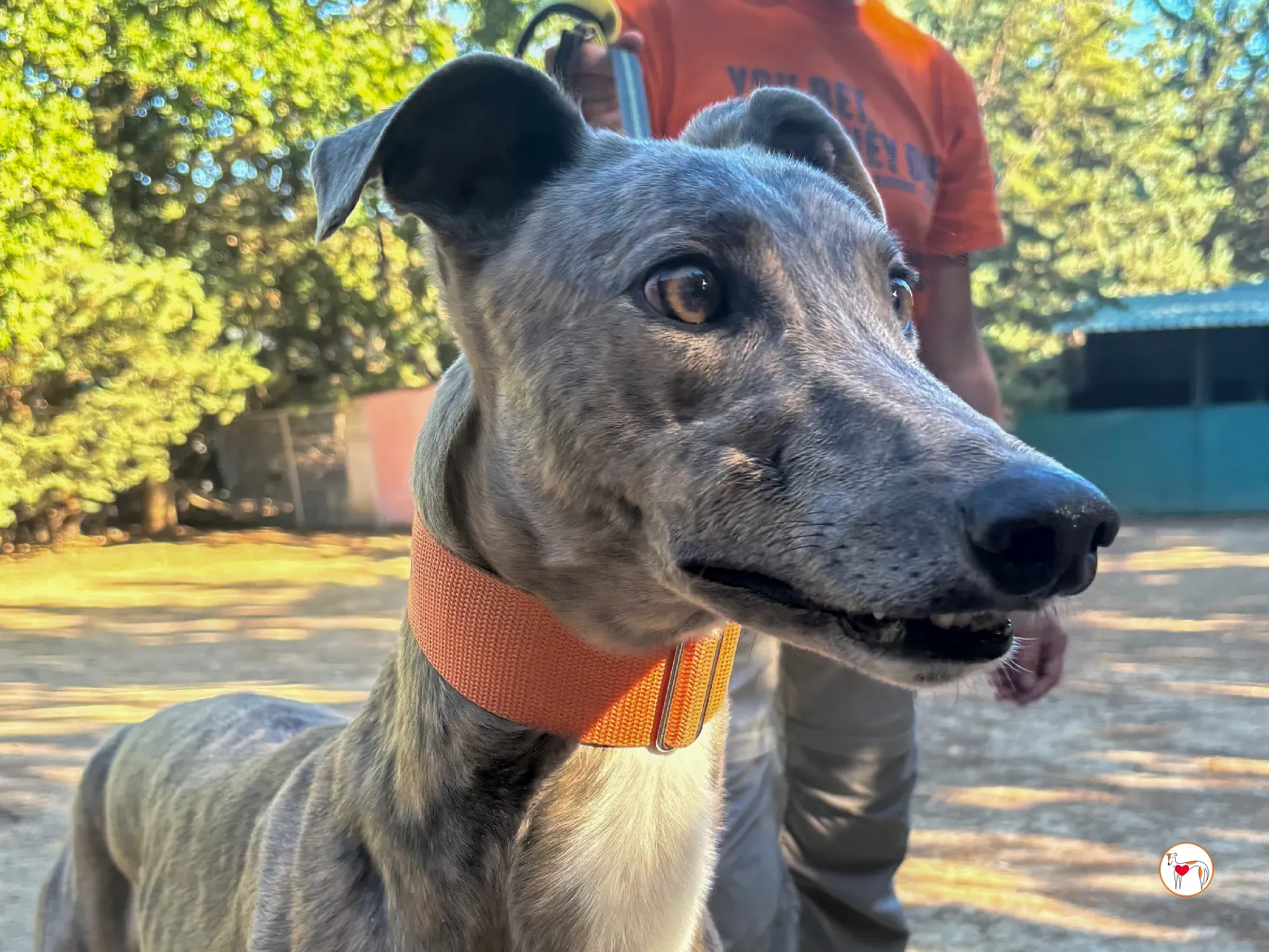 xodo galgo adozione 9