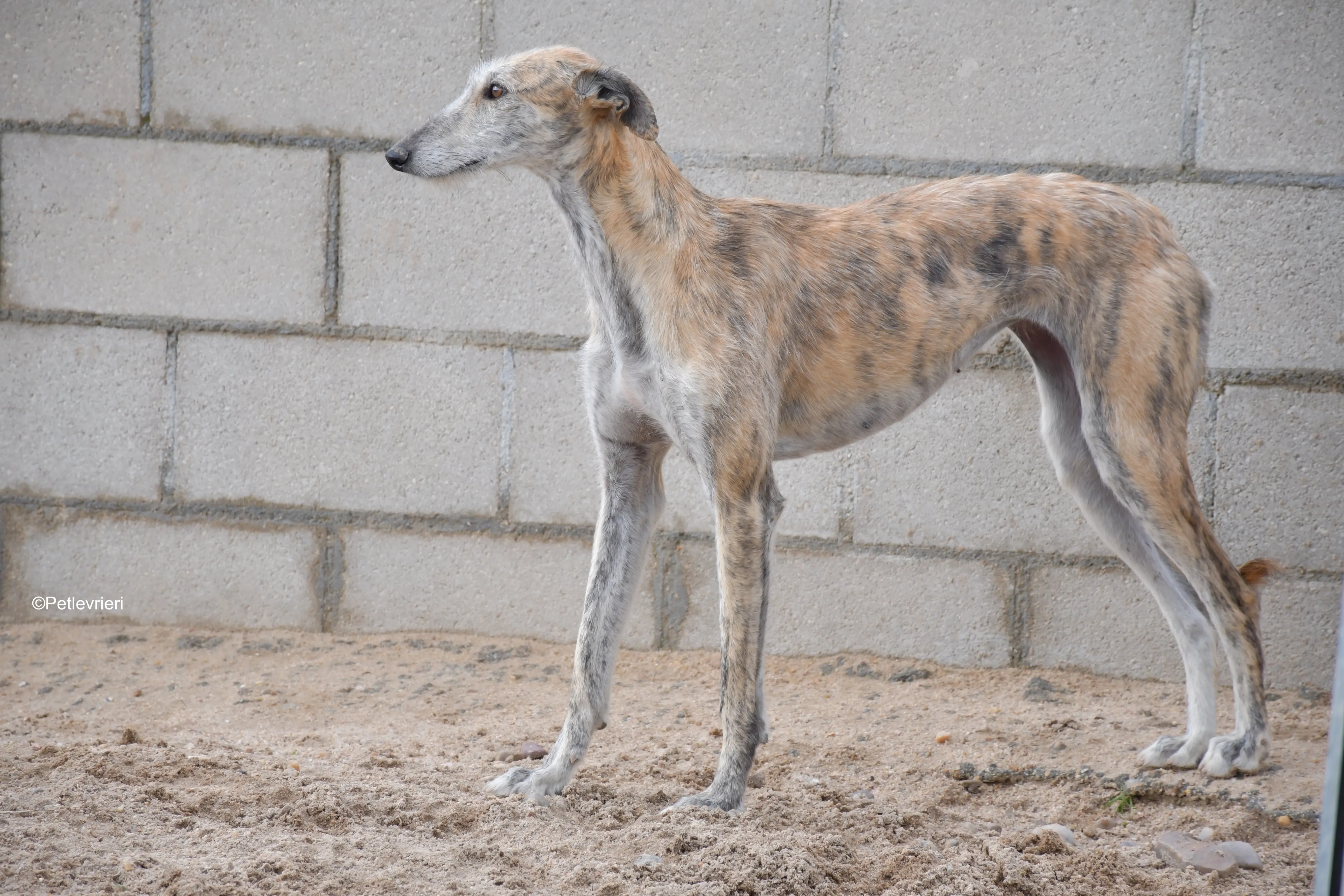 yamila adozione levrieri galgo 1