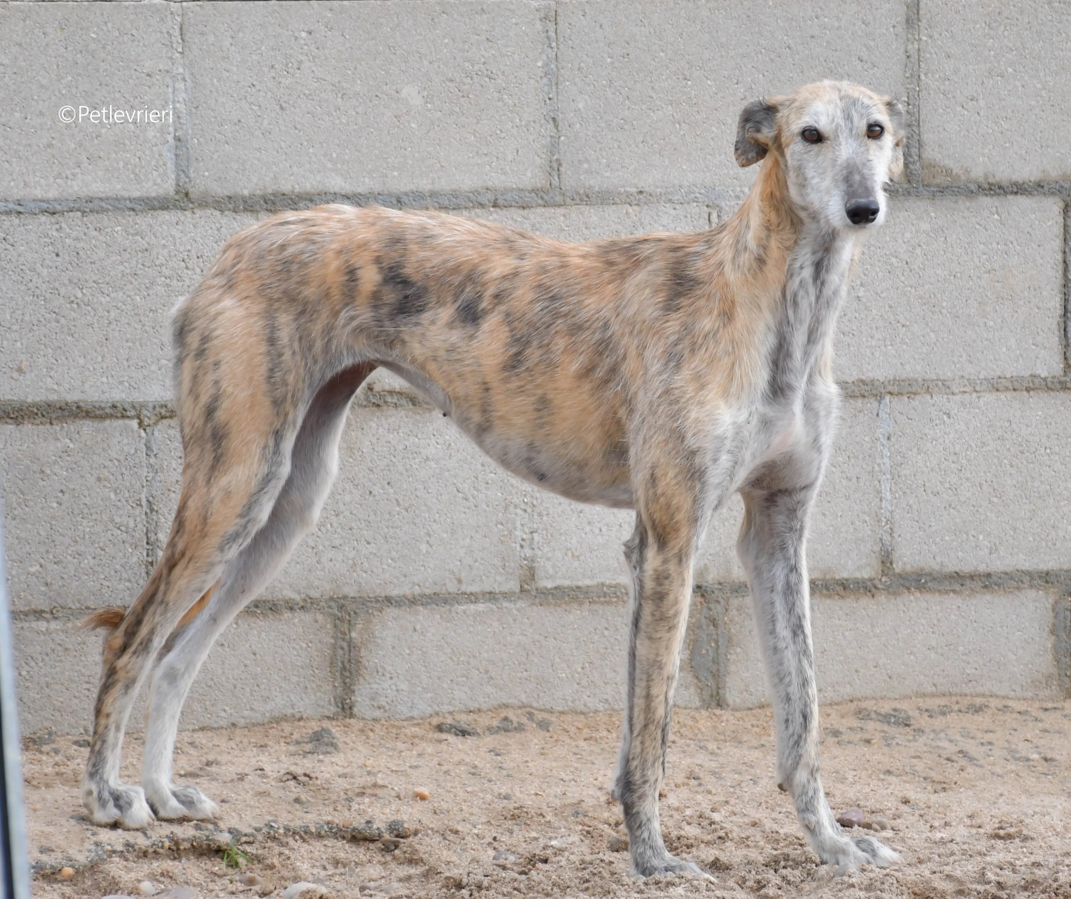 yamila adozione levrieri galgo 10