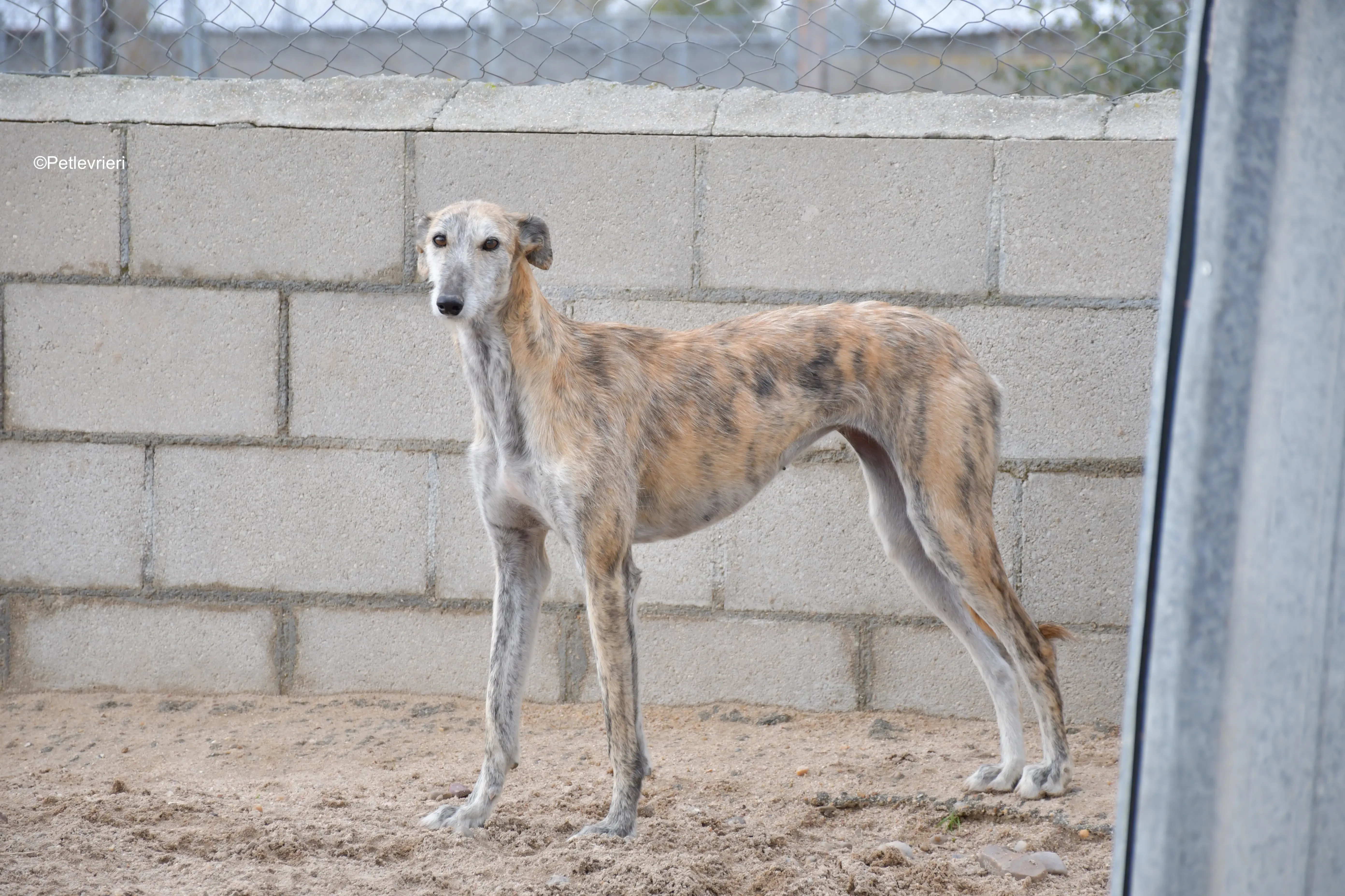 yamila adozione levrieri galgo 2