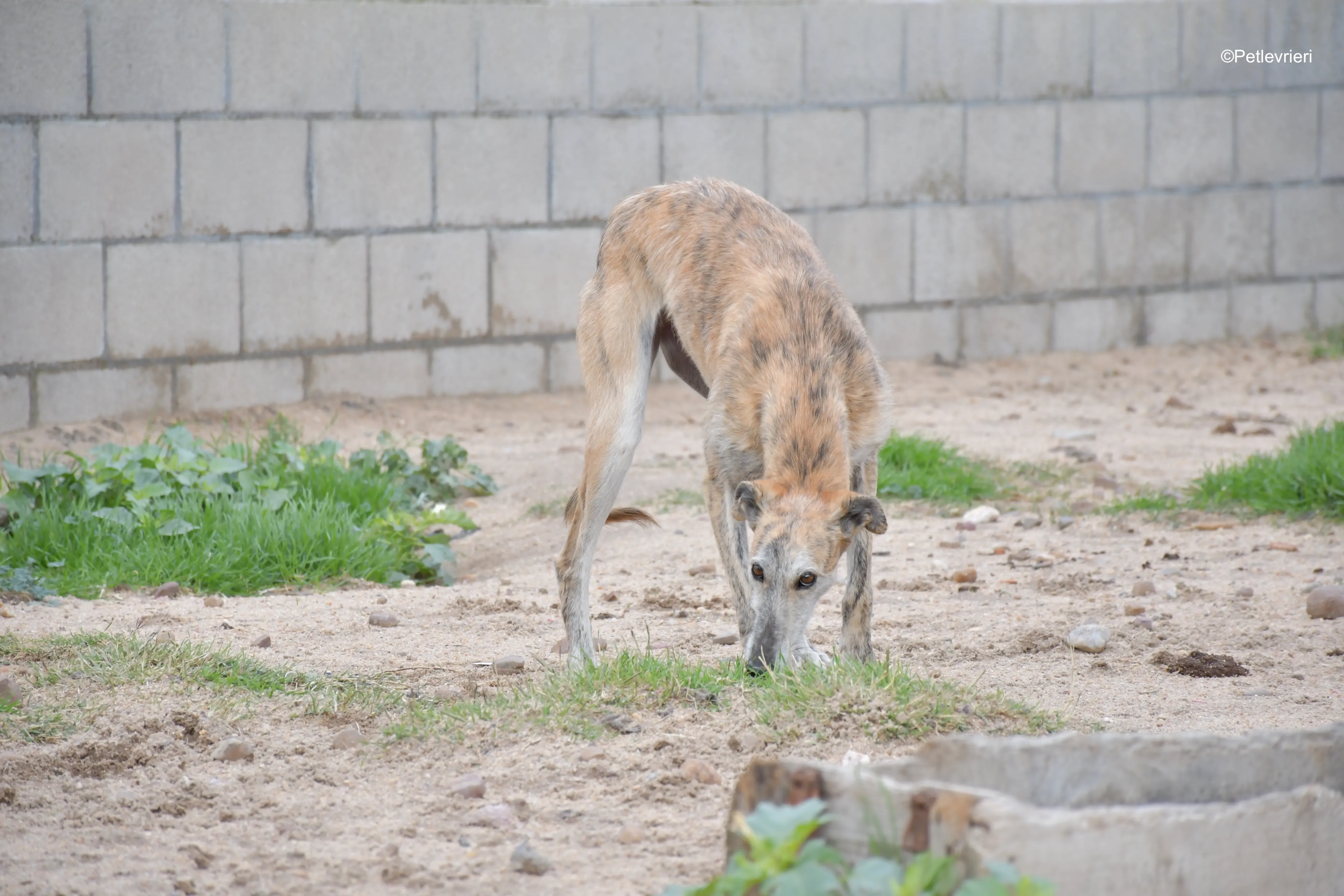yamila adozione levrieri galgo 3